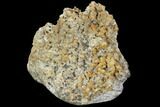 Agatized Fossil Coral Geode - Florida #90215-1